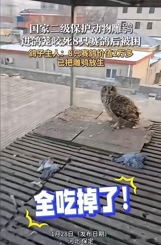 🌙冤不冤！1月28日，河北保定，一男子去喂自己养的赛鸽，发现全被一只猫头鹰咬死
