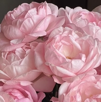 0000草莓饼种植一、选址与定植选择阳光充足、疏松肥沃、排水良好的微酸性土壤地块