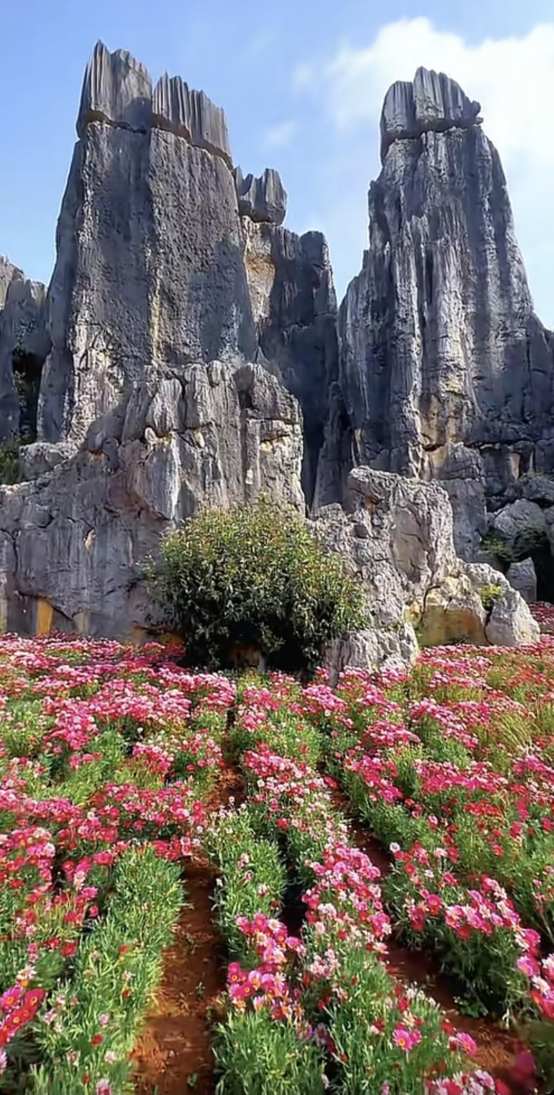 粉黛乱子草与奇石相映成趣，宛如仙境！🌸🌿🏔️云南风景石林草花风景石