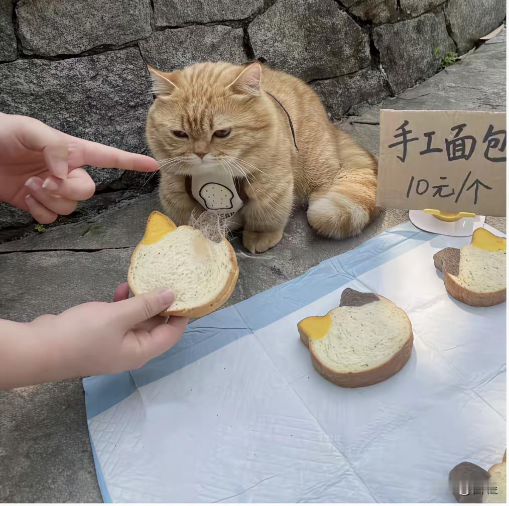 小猫挣猫粮钱看样子生意还不错嘛[捂脸哭]