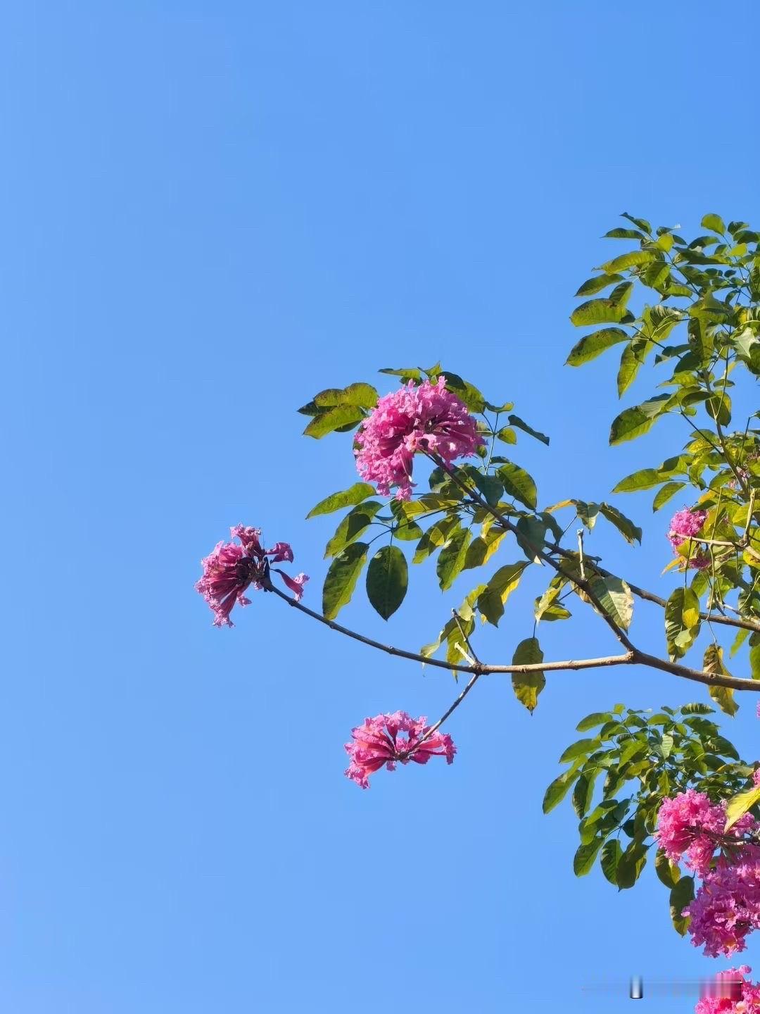 离了婚，是很难申请调查令的。一女子，和前夫都离婚了，现在她找到一些前夫婚内出轨的