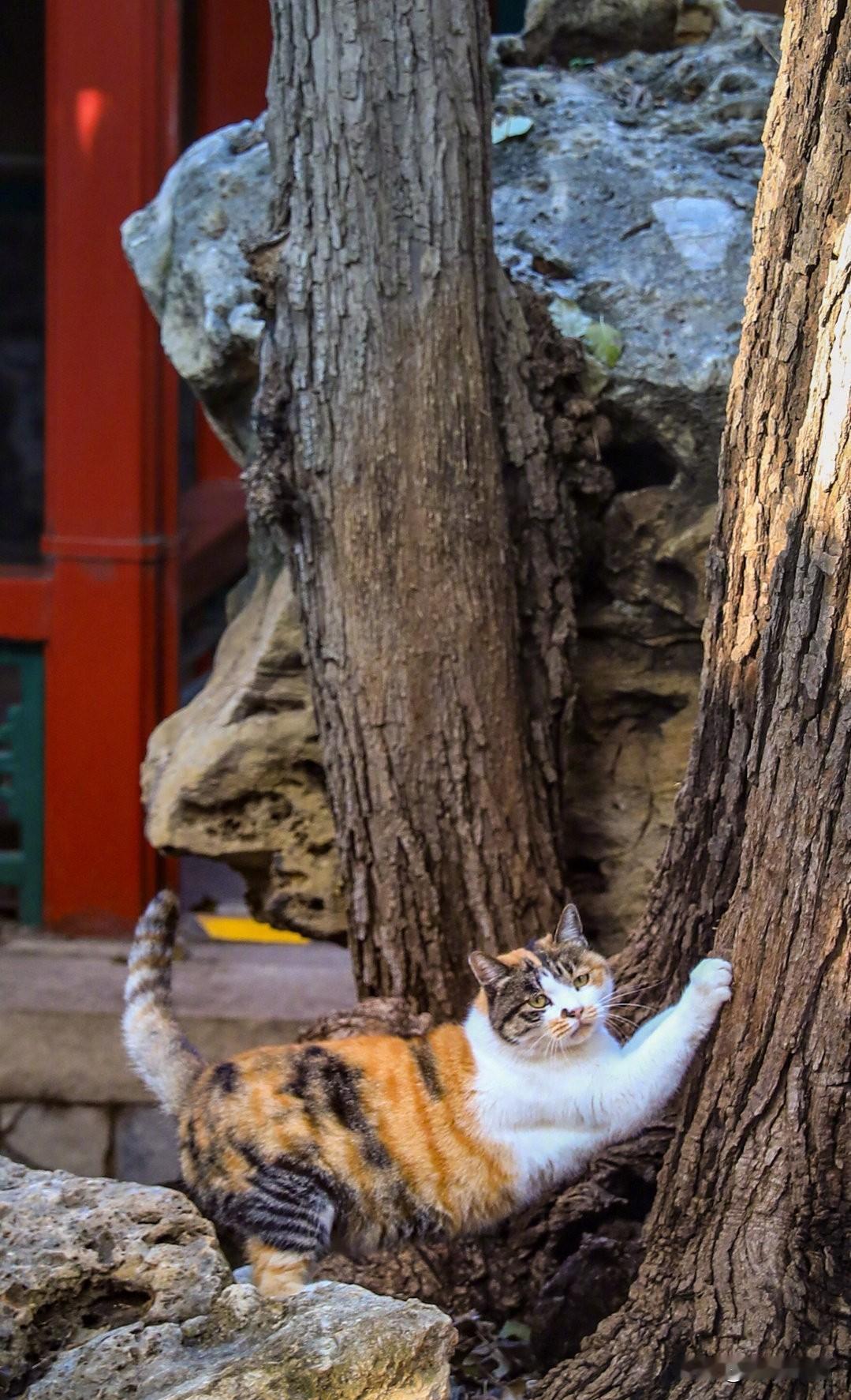 故宫猫咪壁纸上线，毛绒绒，奶乎乎！隔屏撸猫！小猫壁纸无忧无虑的小猫咪来源