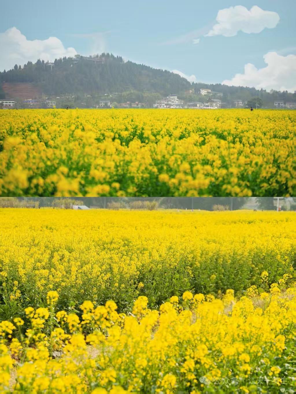 殿前欢·油菜花菜花黄，春风吹遍满畴香。金波万顷连霄壤，映斜阳。蝶蜂狂，