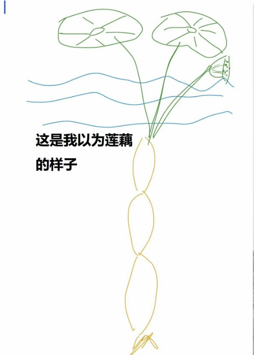 第一次知道完整的莲藕是横着长的。。。