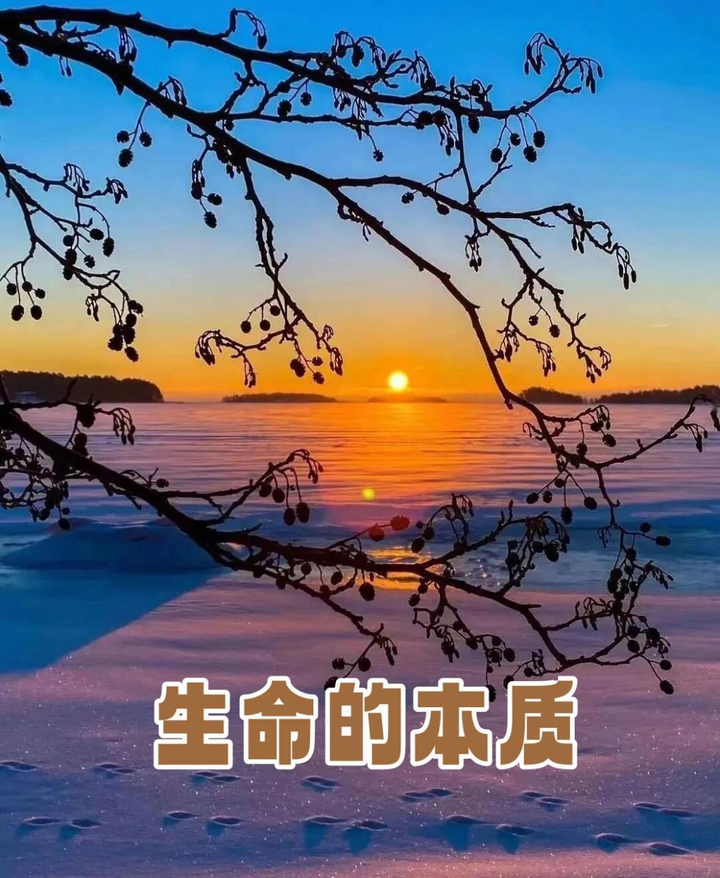 “生命的本质是什么”是一个深刻而哲学的问题，不同的文化、哲学体系和科学角度可能会