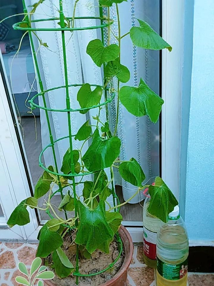 都说鱼儿离不开水，花儿离不开秧。这花也同样离不开水呀，今天早晨发现葫芦秧已经蔫