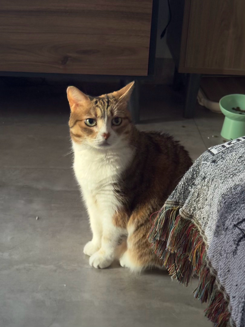 小猫猫饿了！