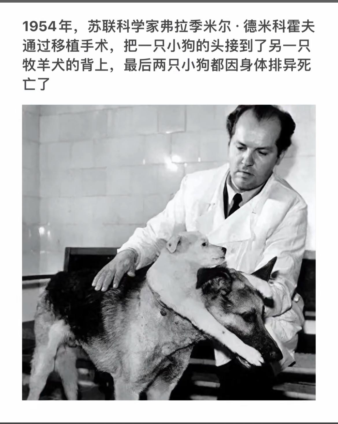 苏联科学家实验：小狗头部移植，悲剧收场