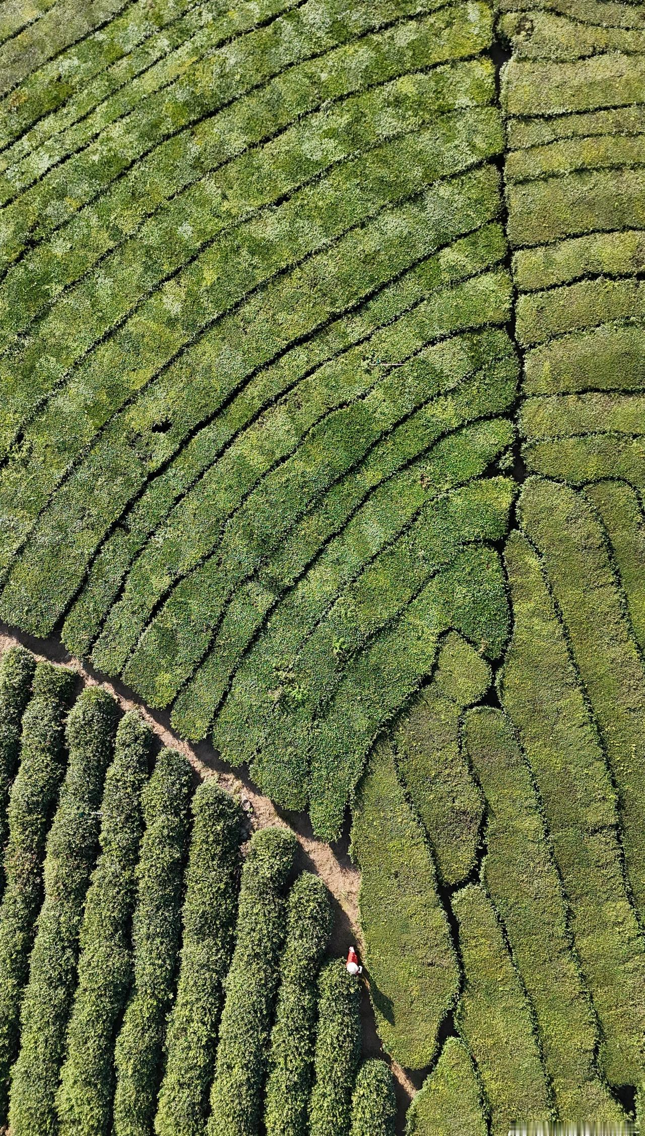 在这方天地间，茶园似大自然精心织就的绿毯。层层茶树宛如灵动的绿波，沿着地势起伏延