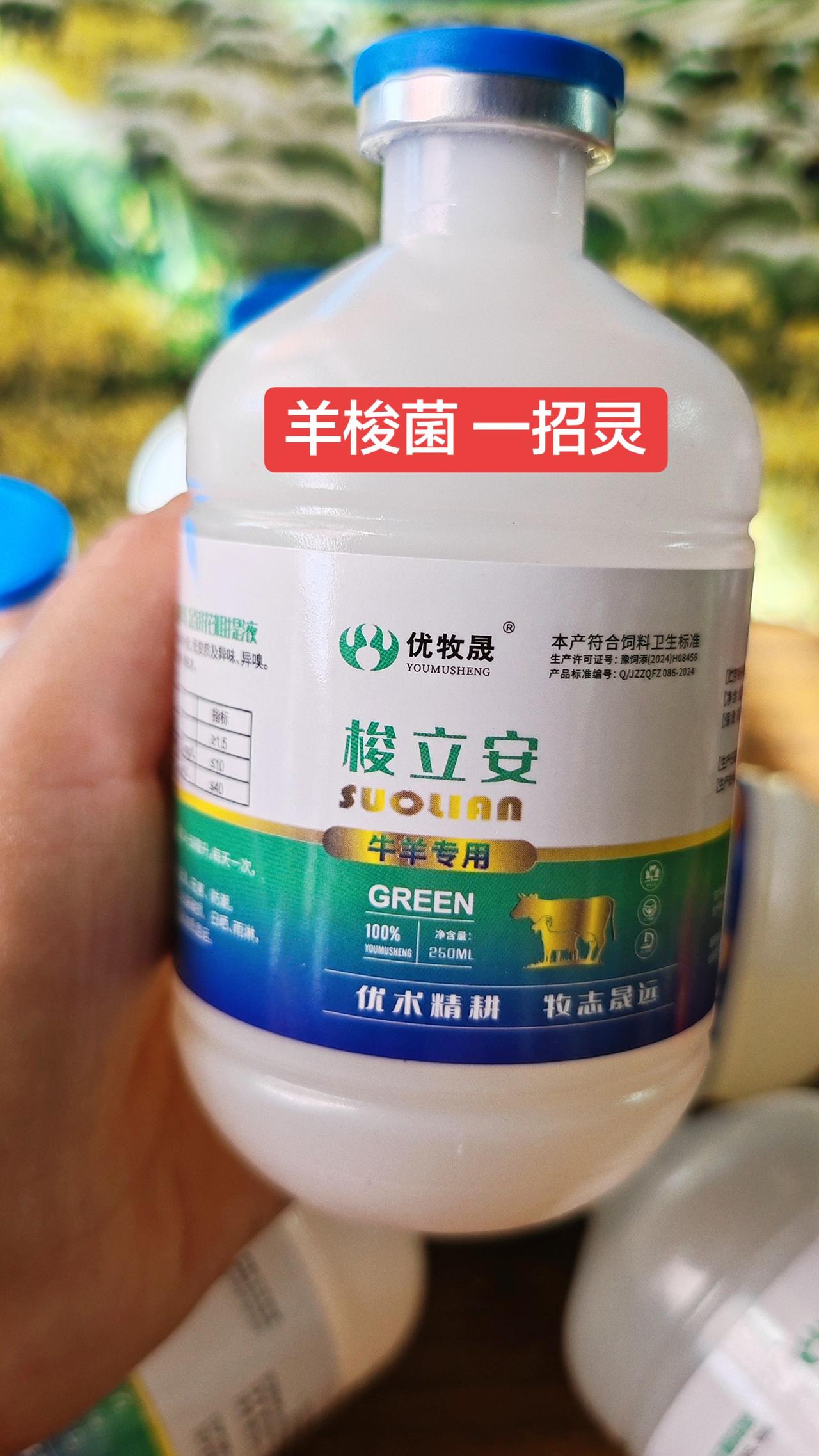 养羊人农村养羊牛羊养殖