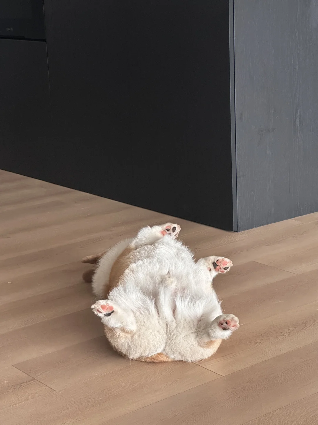 这样的粉爪爪，我竟然有四个