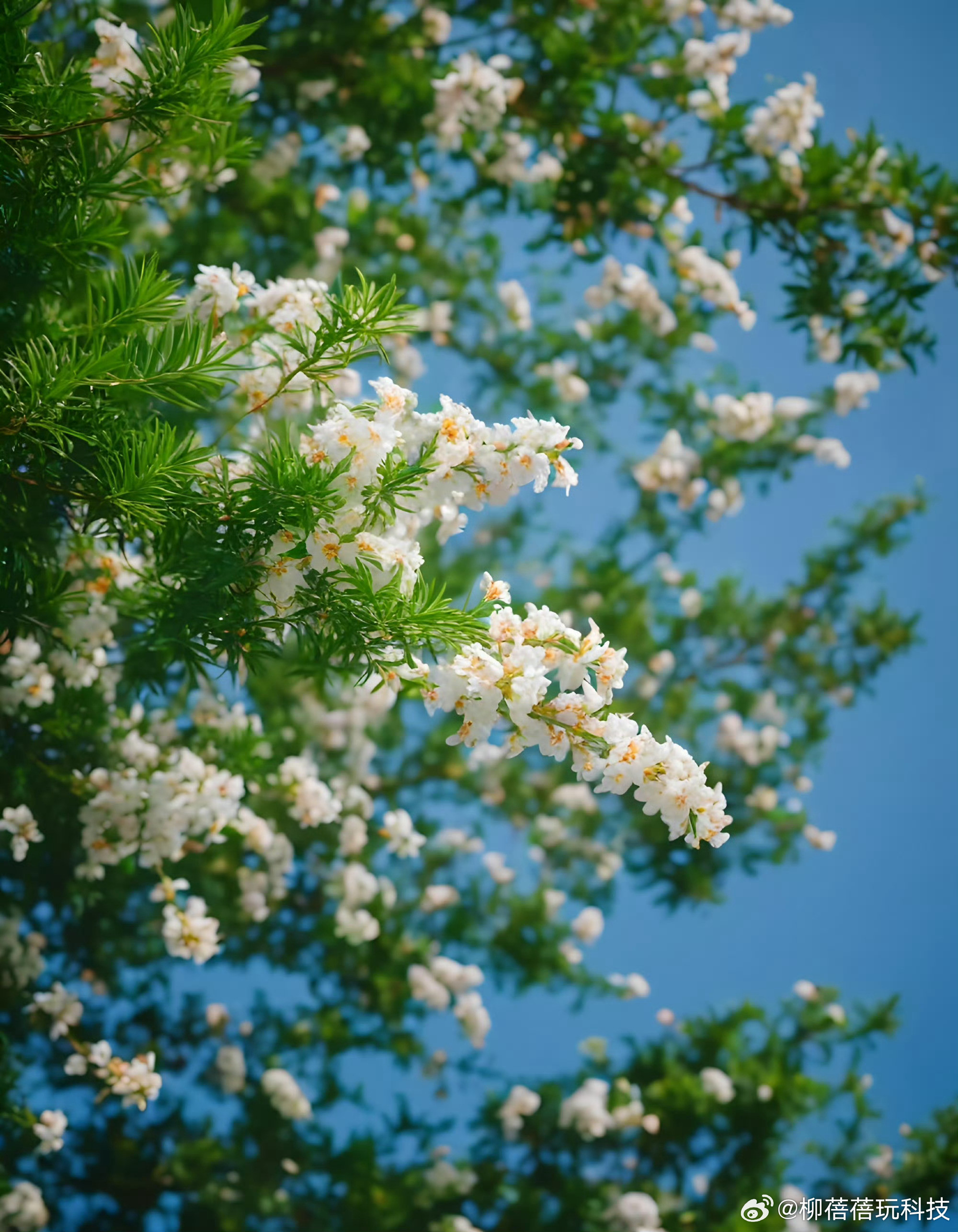 又是赏花好时节今天看到路边好多漂亮的花忘记拍照了今年的春天特别漂亮