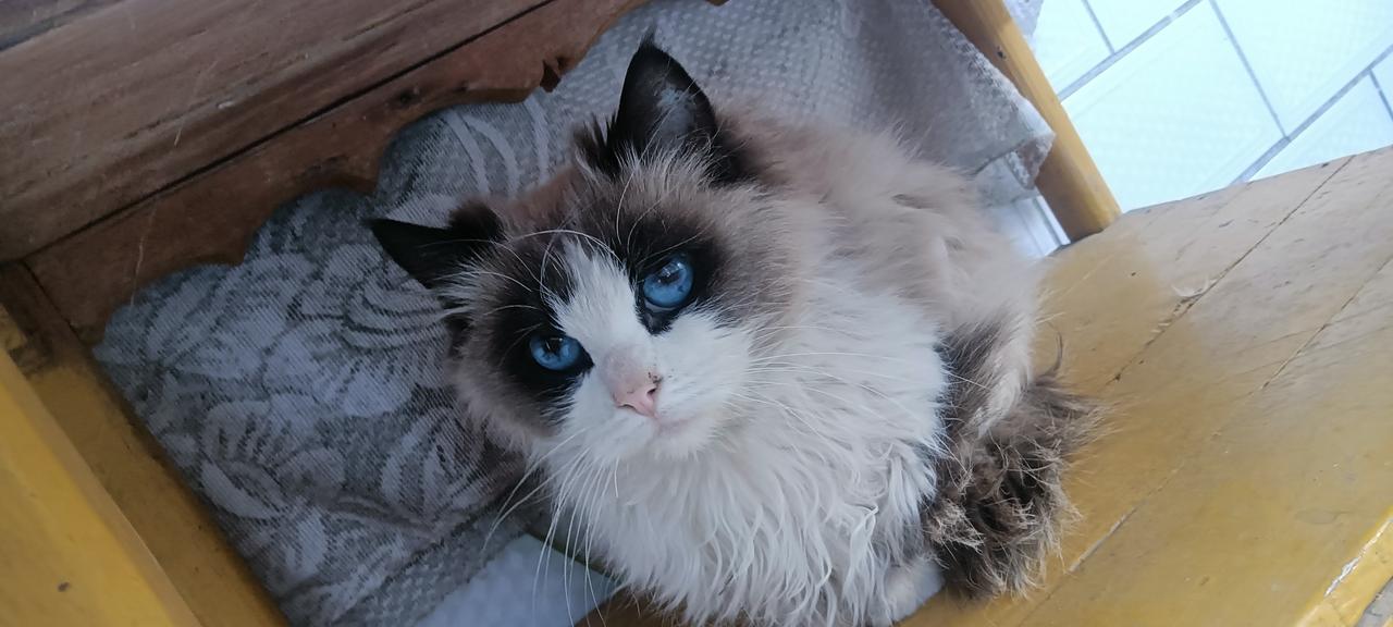 这是一只布偶猫，它的特点很鲜明：-外观：毛发蓬松，脸部有明显的深色“面具