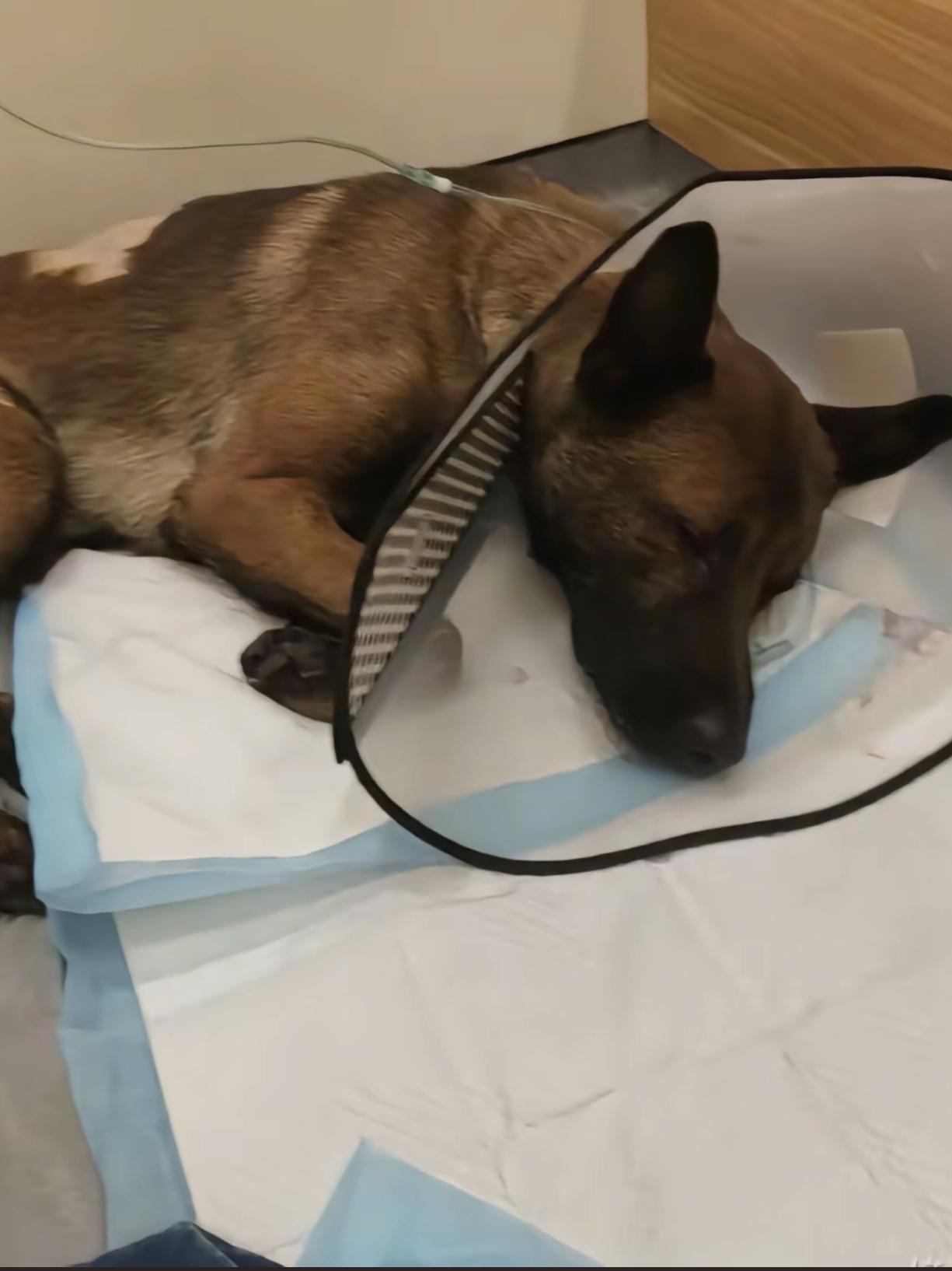 被柯基主人殴打的马犬才4个月大！柯基作为一只小狗，没有栓绳，先去挑衅拴在路边