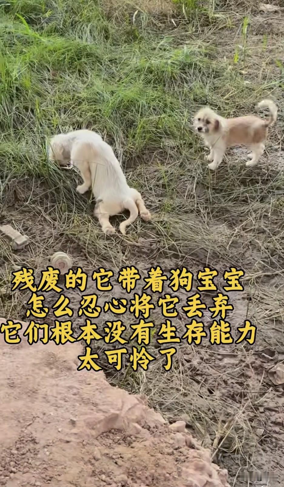 太可怜了！这天一位小哥哥去公园散步，却看到了无比凄惨的一幕，一只残废的狗妈妈带着