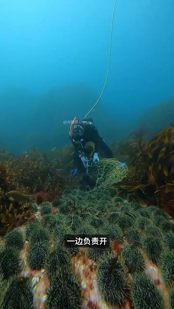 海胆捕捞趣事。你知道潜水员为什么每次捕捞海胆时都会专门撬开海胆给鱼群吃？很多人