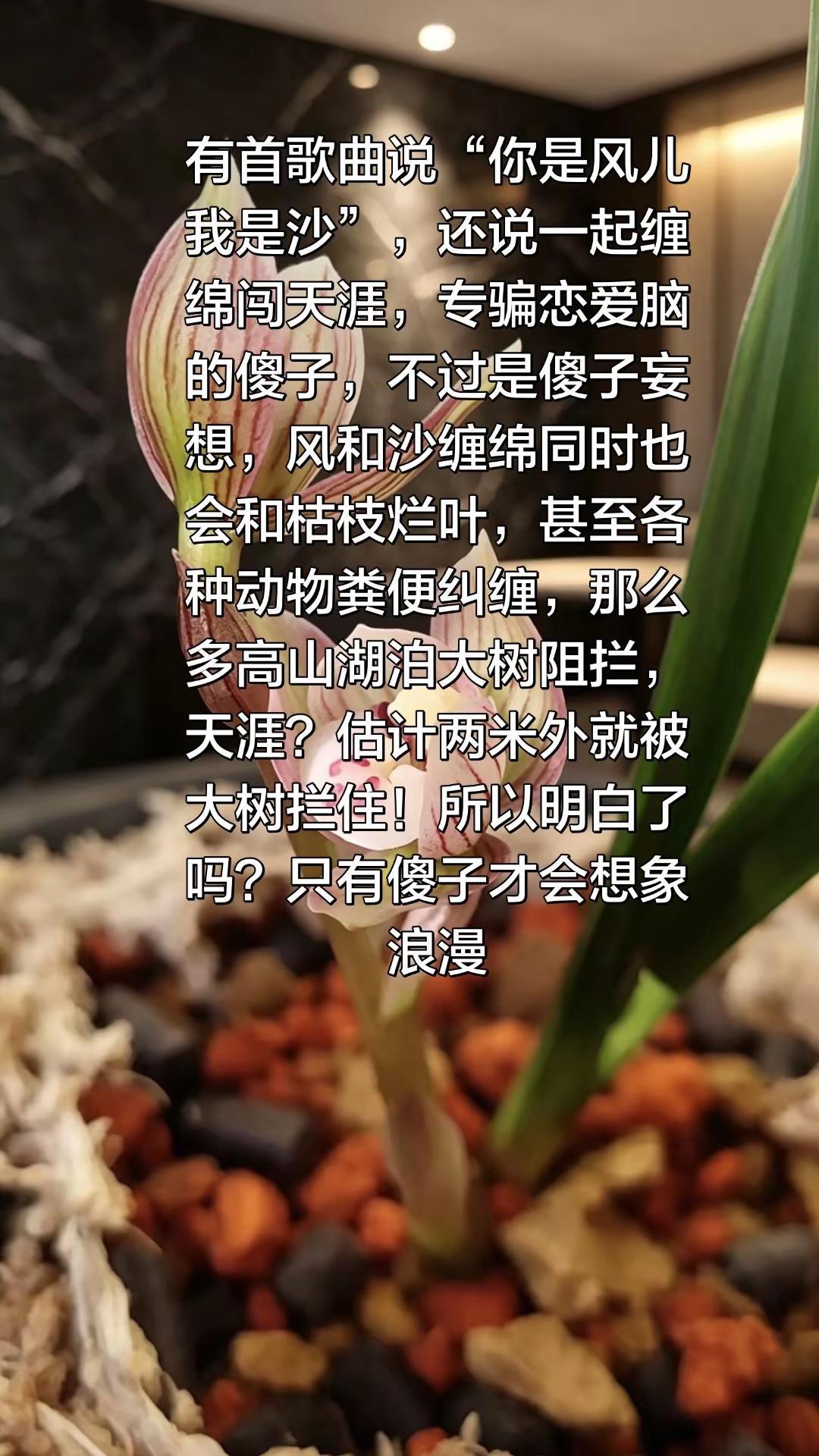 人类擅长给自己编织美丽和美梦。兰花兰花种植