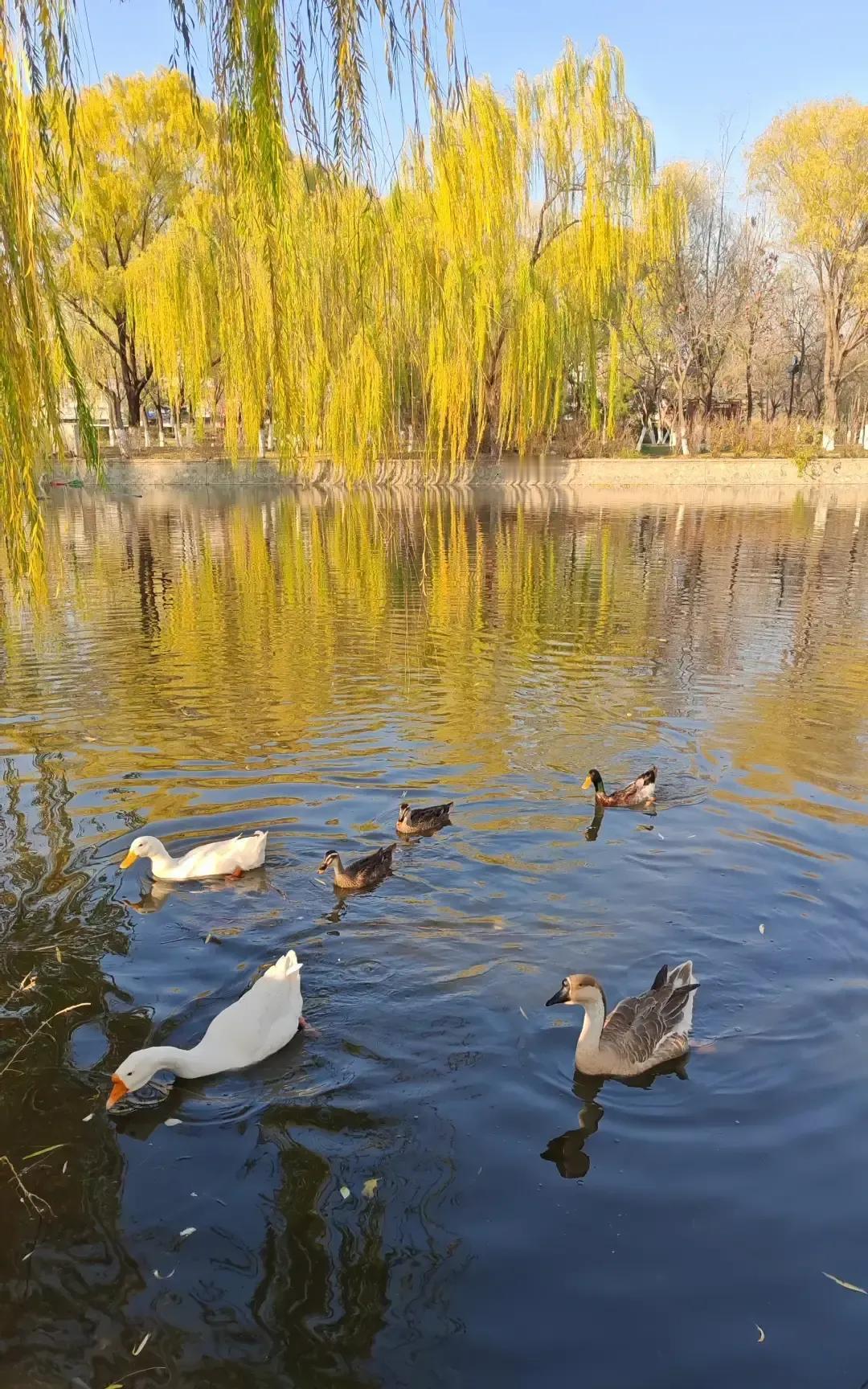 孩子确诊甲流家长仍想第二天送学校，医生拦都拦不住。夜里十一点半我刷到班级群截图