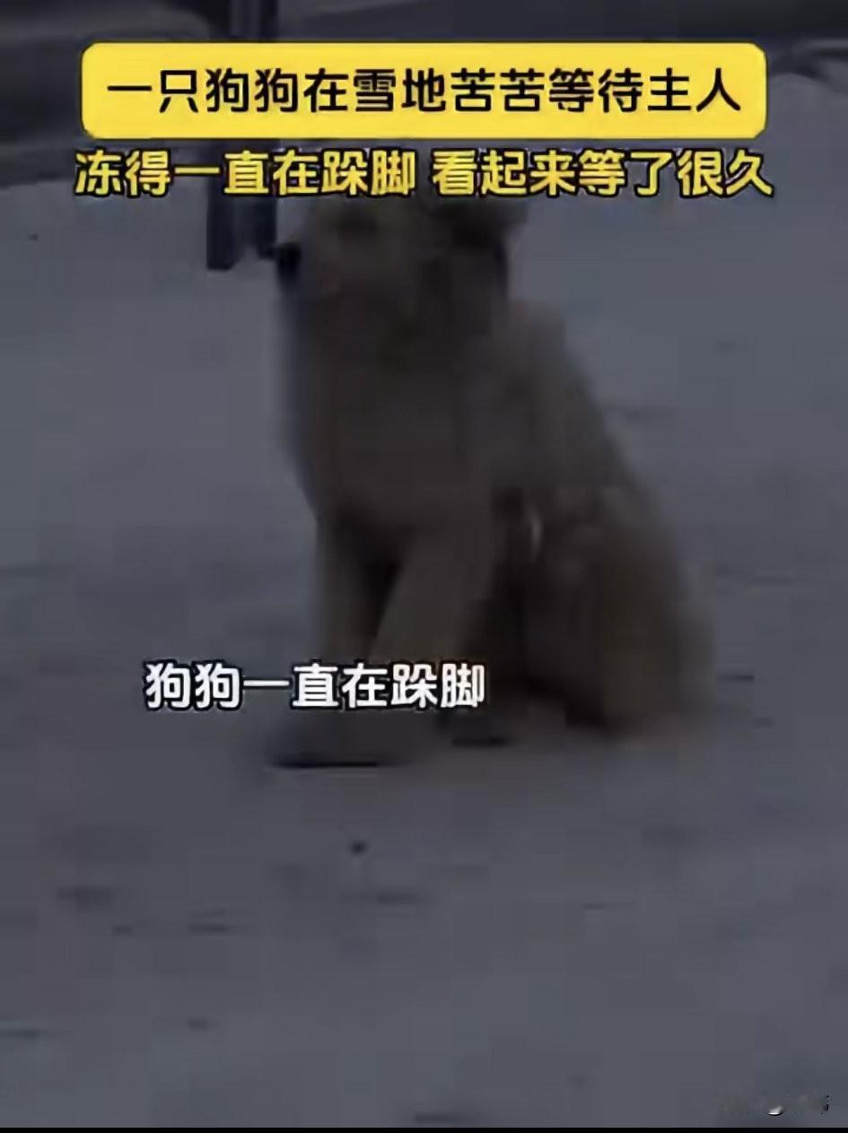泪目了！一个寒冷的冬日，到处都是冰天雪地，而一只狗狗却在雪地里苦苦等待着主人，它