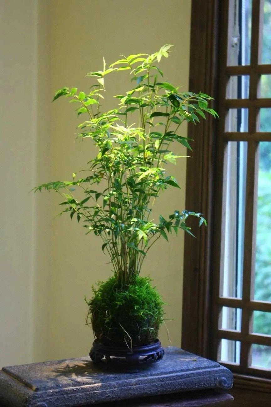 一名英国外籍网红以赌约为目的来到西安，在外网和粉丝打赌，计划24小时搭讪本地女生