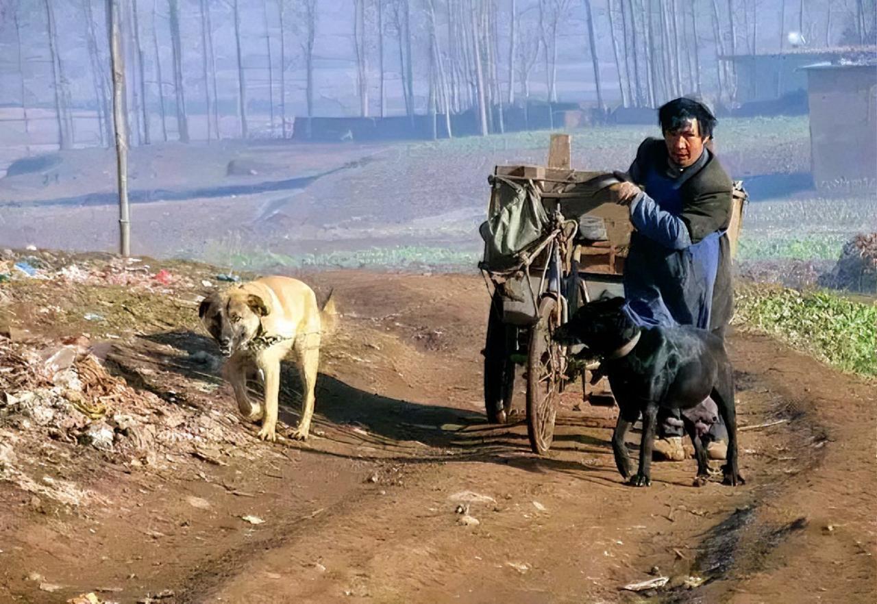 中华田园犬不是娇生惯养的宠物犬，是过日子的伙伴。狗帮主人拉车，在夕阳下陪伴着年老