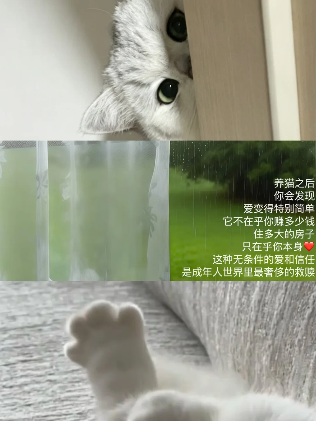 🏠长大真好有家真好养猫真好~