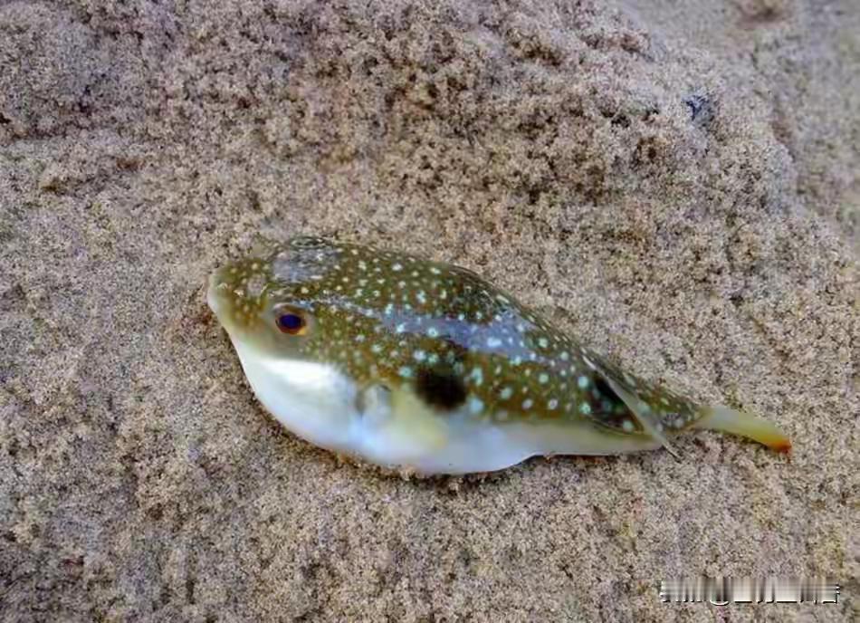 河豚（动物们226）河豚(河鲀)，是辐鰭鱼纲魨形目鲀科鱼类的俗称，和哺乳动物
