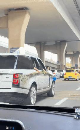 好家伙，为了吃上甘蔗也是拼了！就不能折断放车里吗？还是你们那里过年吃