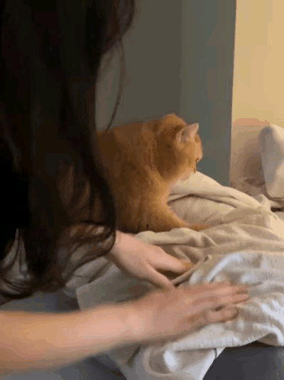 看完这段视频心里感觉十分温暖。橘猫趴在柔软的被褥上，慢悠悠地踩着奶，看得出来它此