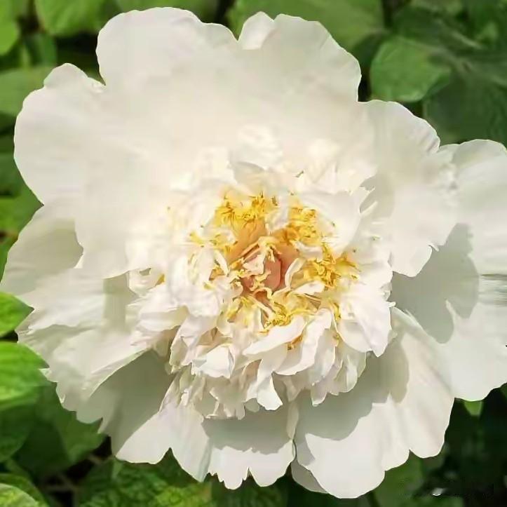 太绝了！洛阳牡丹直接把“花开富贵”焊在春天里！看啊！当“花开富贵”真的铺满