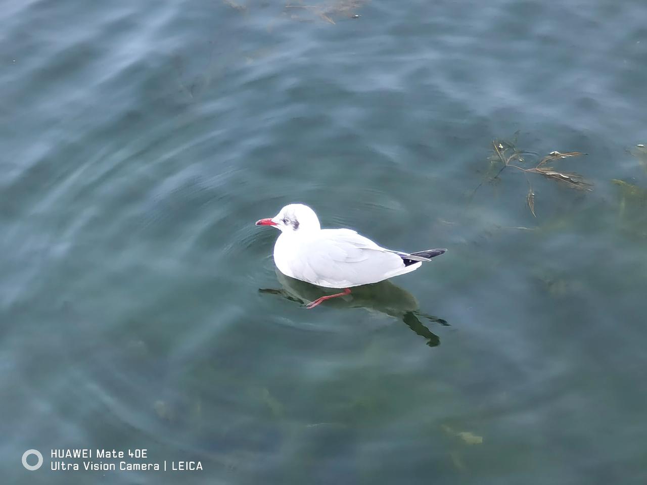 這就是著名的大理洱海。2023年11月11日早上8點28分開車到達這裏。