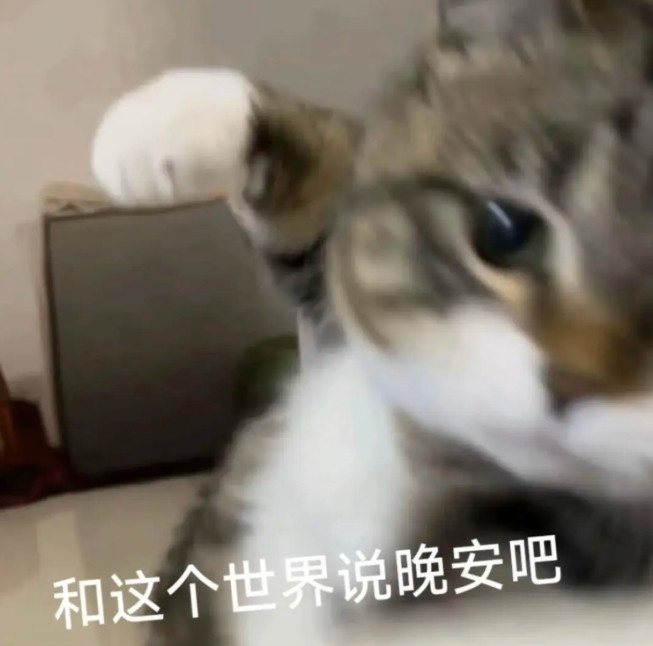 为什么猫咖没有狸花猫可能害怕它打同事、打客户、打老板​​​