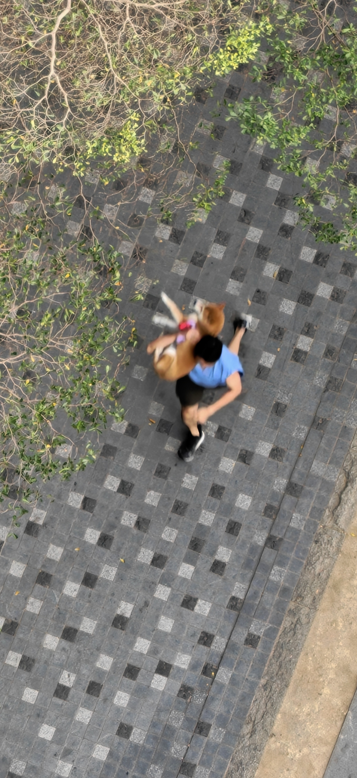 赶着回公司派红包，只能扛着狗跑最后一段了，不知情的以为我偷狗