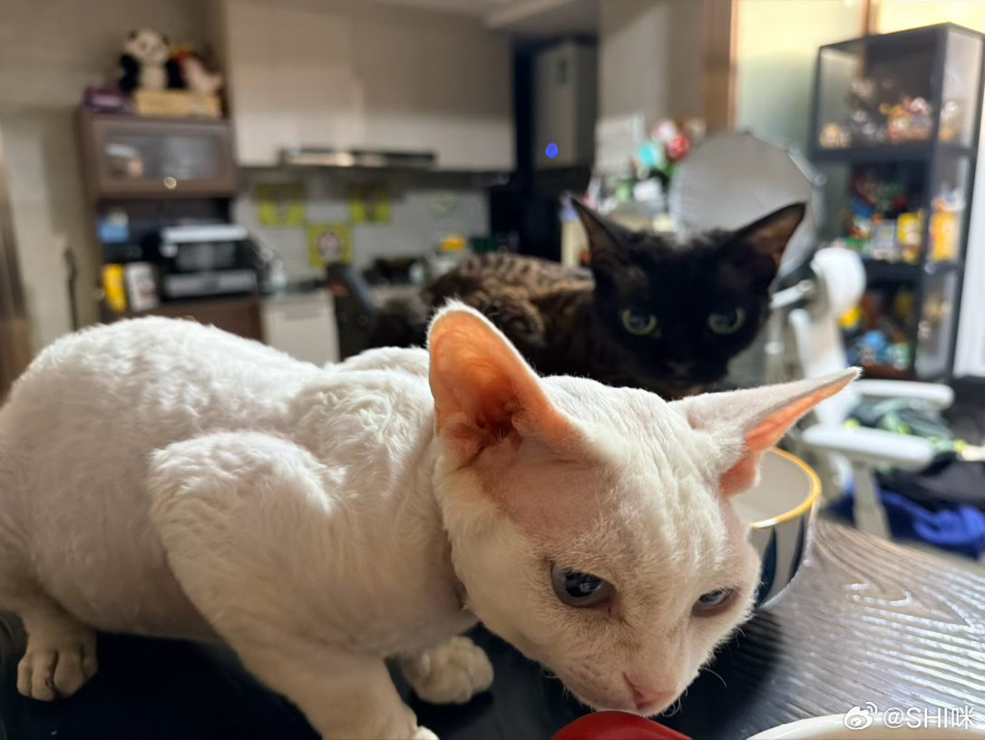 新鲜的猫片​​​