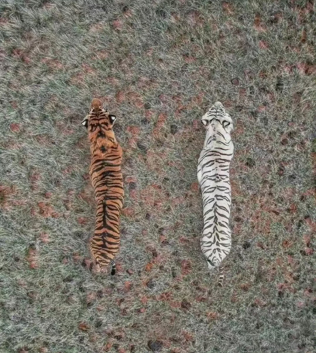 防止你不知道：为什么老虎叫大虫