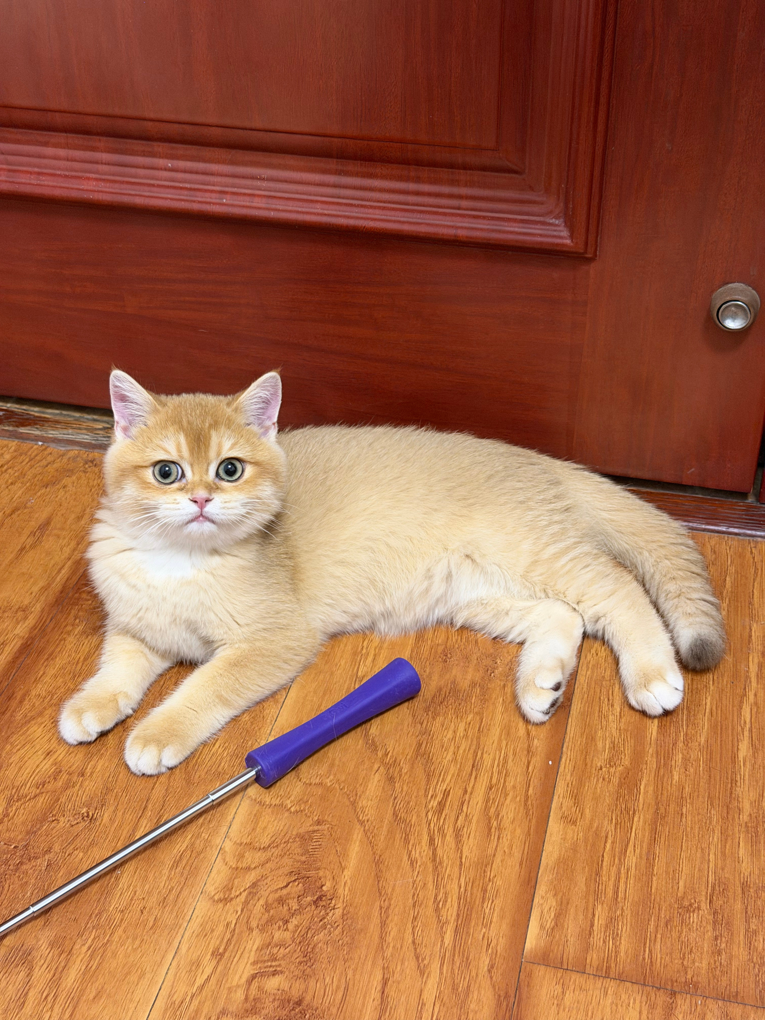 我理解老太太，前两个月也养了一只金渐层，现在每天回家它都会接我，回家是我和它都最