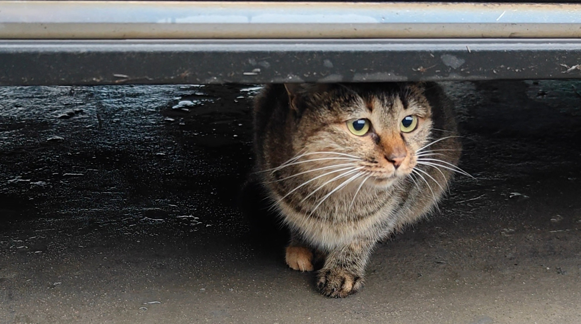 最近院子里猫很多啊，可能是天气冷，甚至都不怕人了​​​
