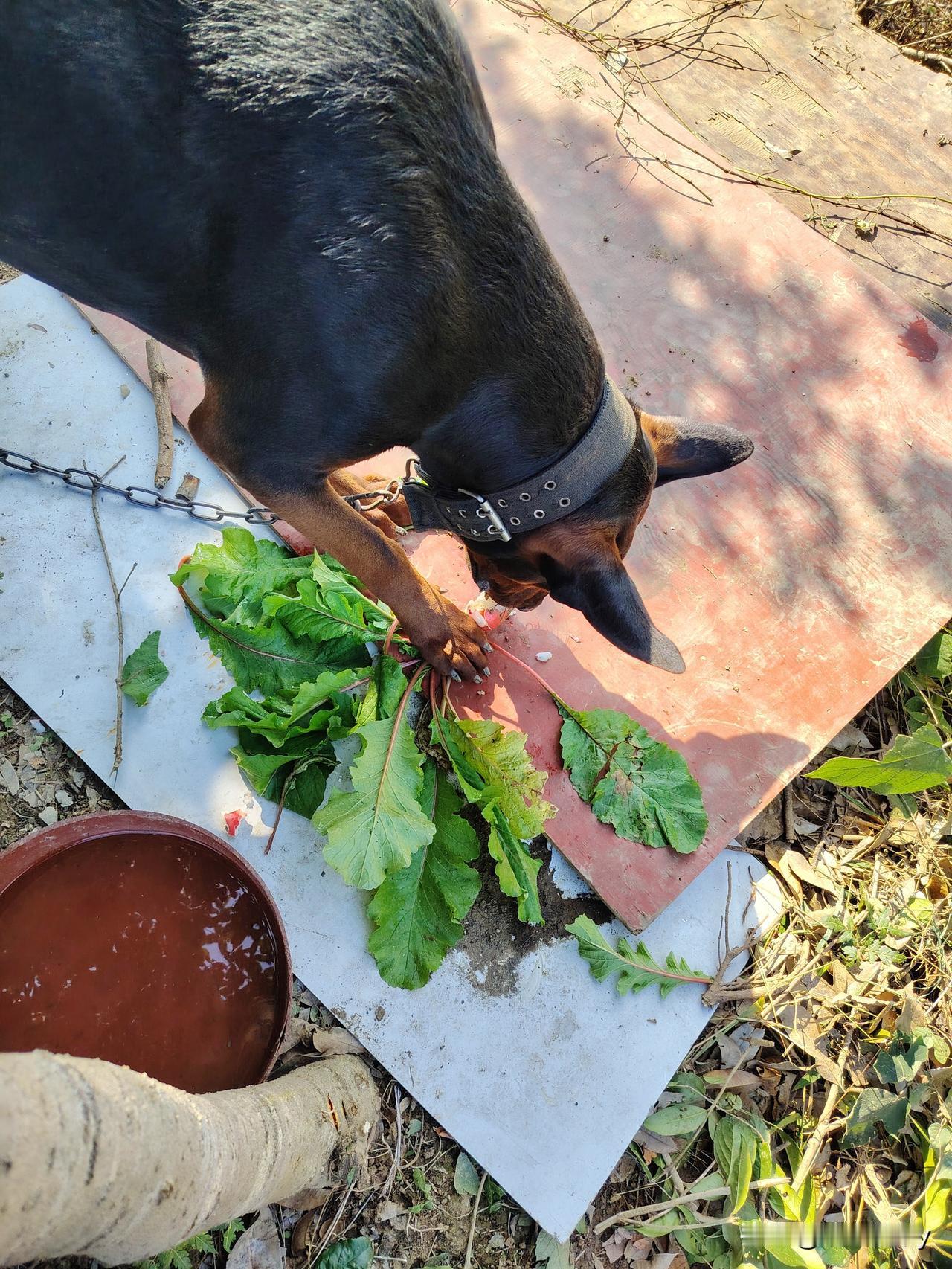 我家火豹只要看见我动嘴巴，就会开始讨要吃的，伸出前爪使劲够我的手，恨不得马上就抢