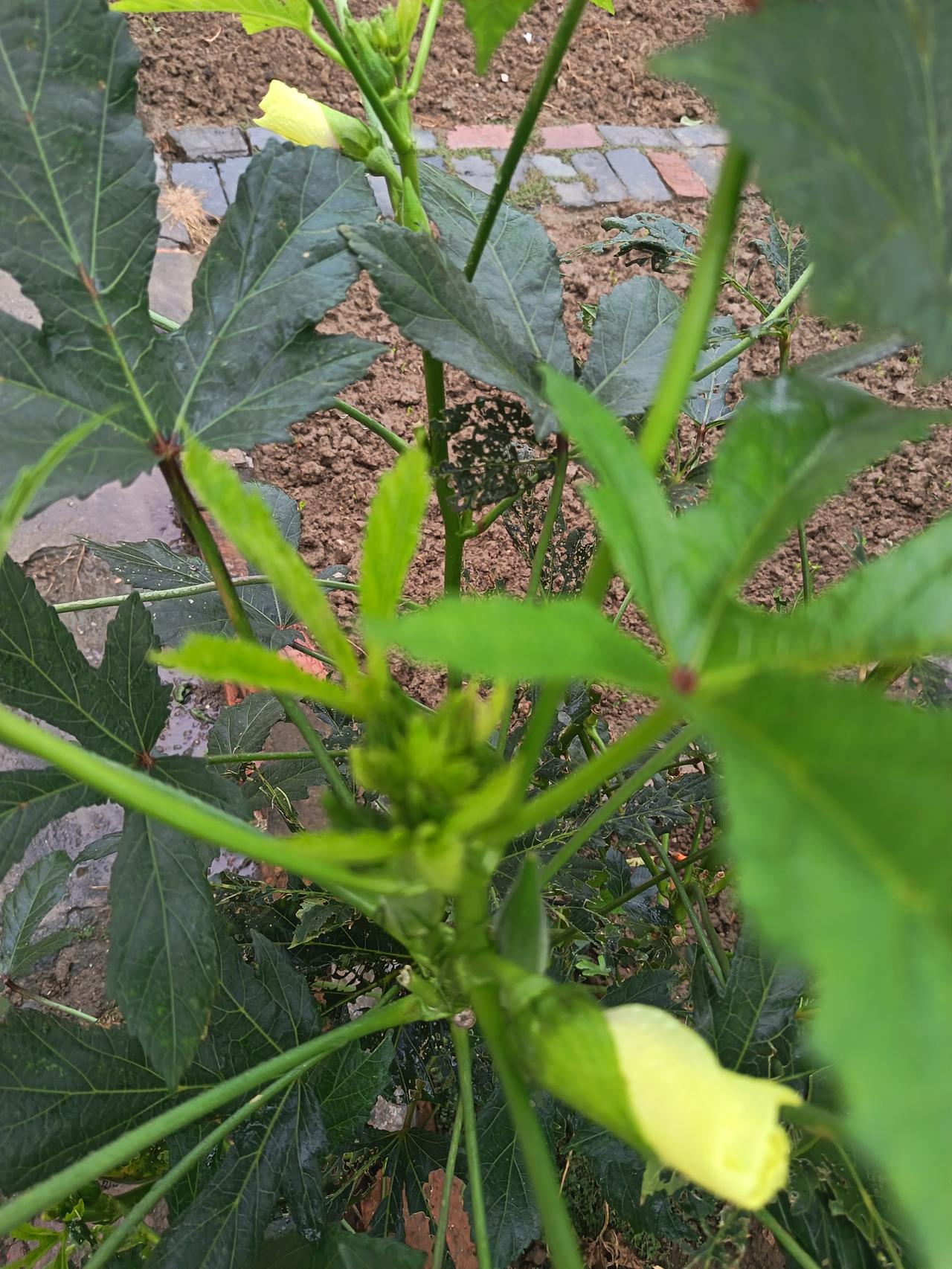 我三妹还真有两下子，在外地做了多年的缝纫手艺。同行都缴了社保，可她就是不信，硬是