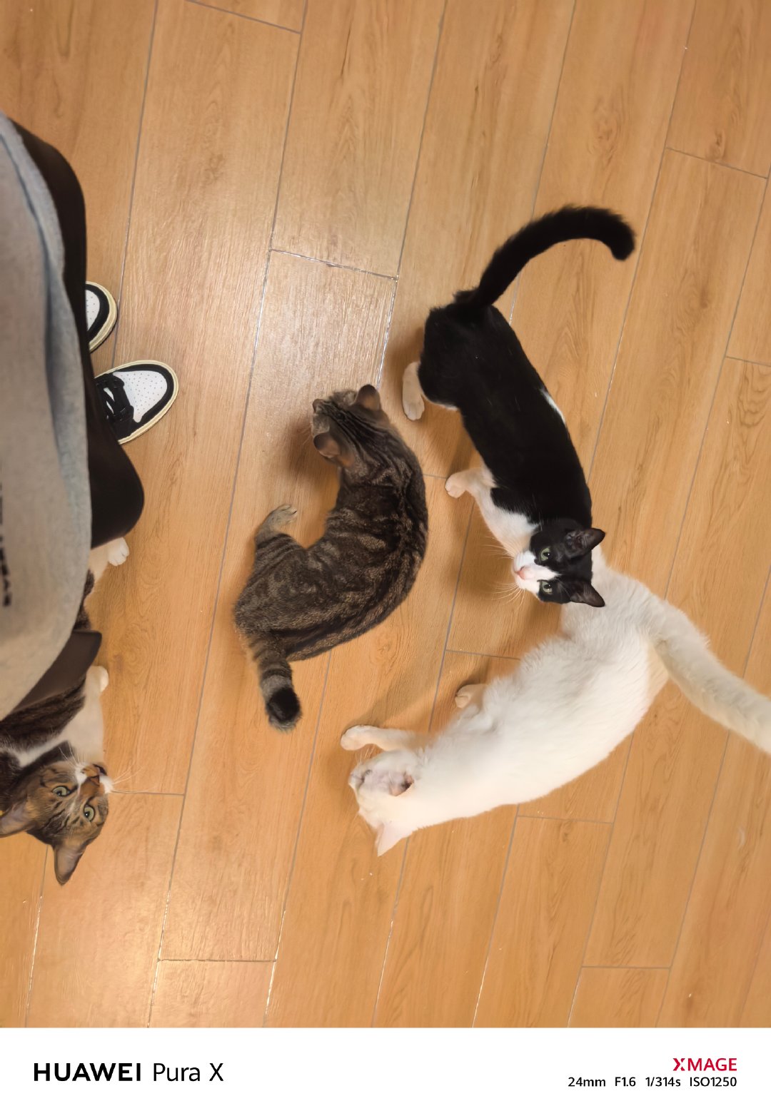 回家就有一群排队等着求撸的猫，是不是也很幸福呀？！​​​
