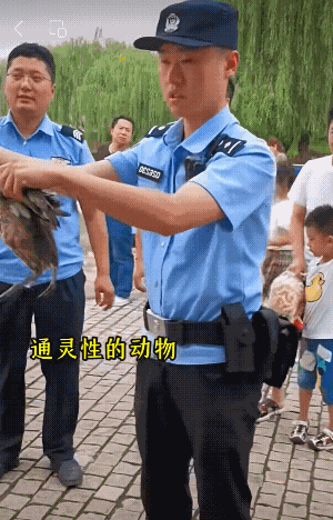 被民警救下的二级保护动物！[赞][玫瑰]