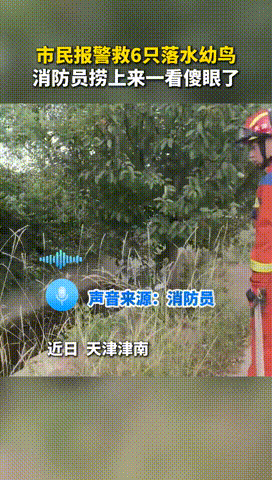 近日，天津。热心人报警求助称有幼鸟掉进河沟里，消防员与民警一同使用抄网将幼鸟一只