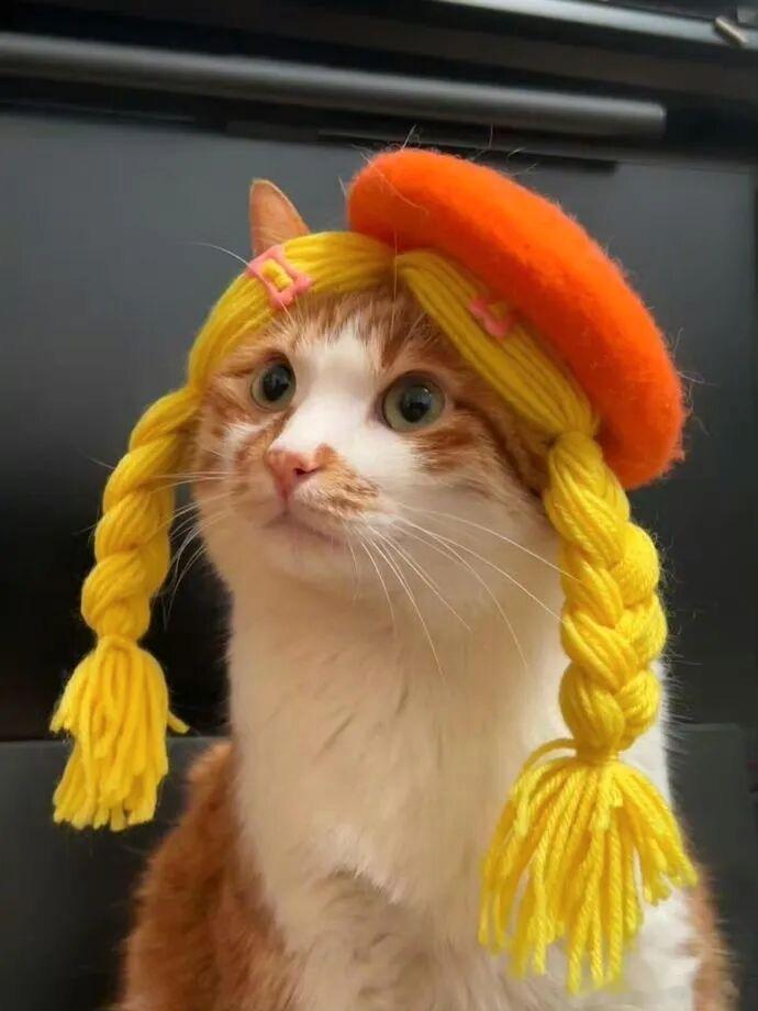 艺术猫宠物卖萌中心​​​