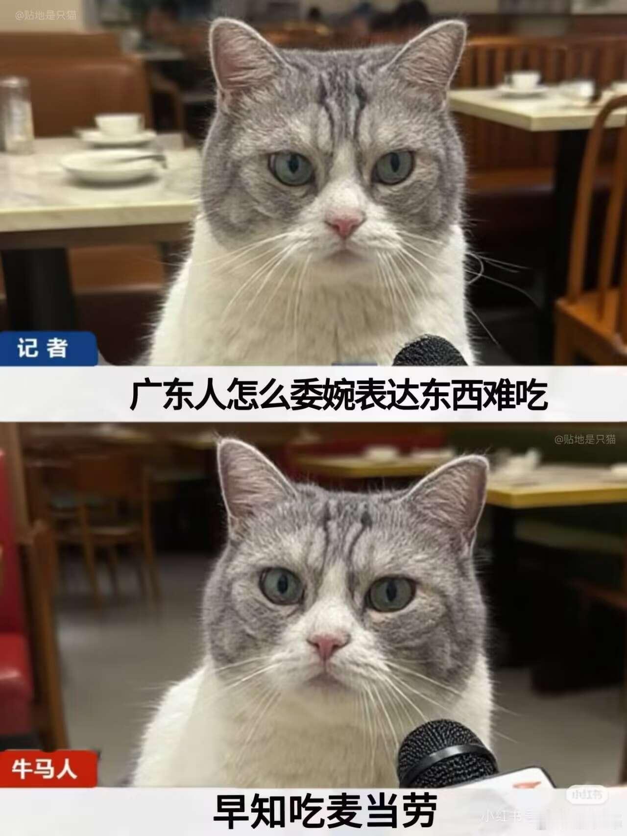 早知食麥當勞[笑着哭]广东人是这样说的吗[doge]​​​