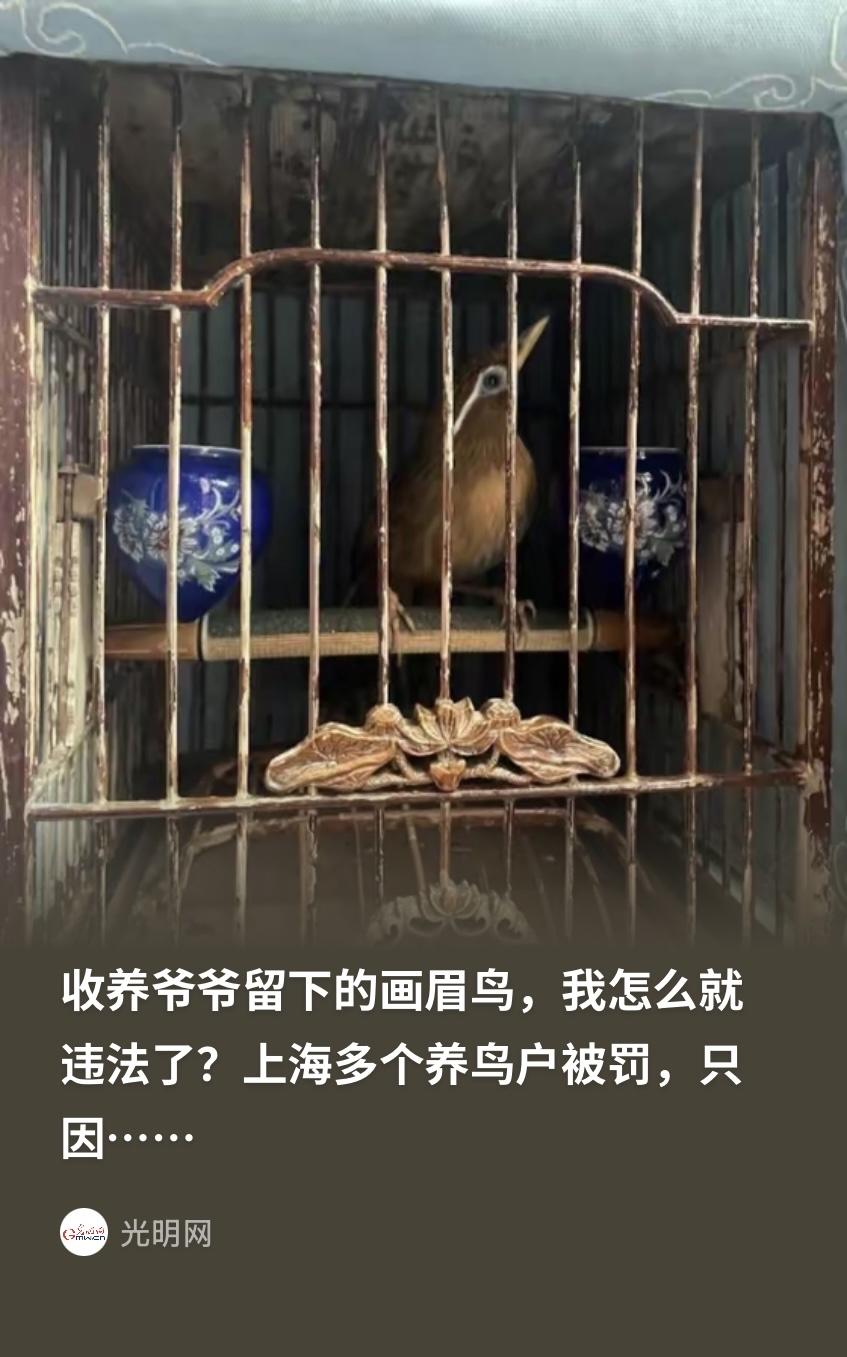 上海，男子爷爷去世后留下一只养了10年的画眉鸟，他接过来继续养，并在花鸟市场又买