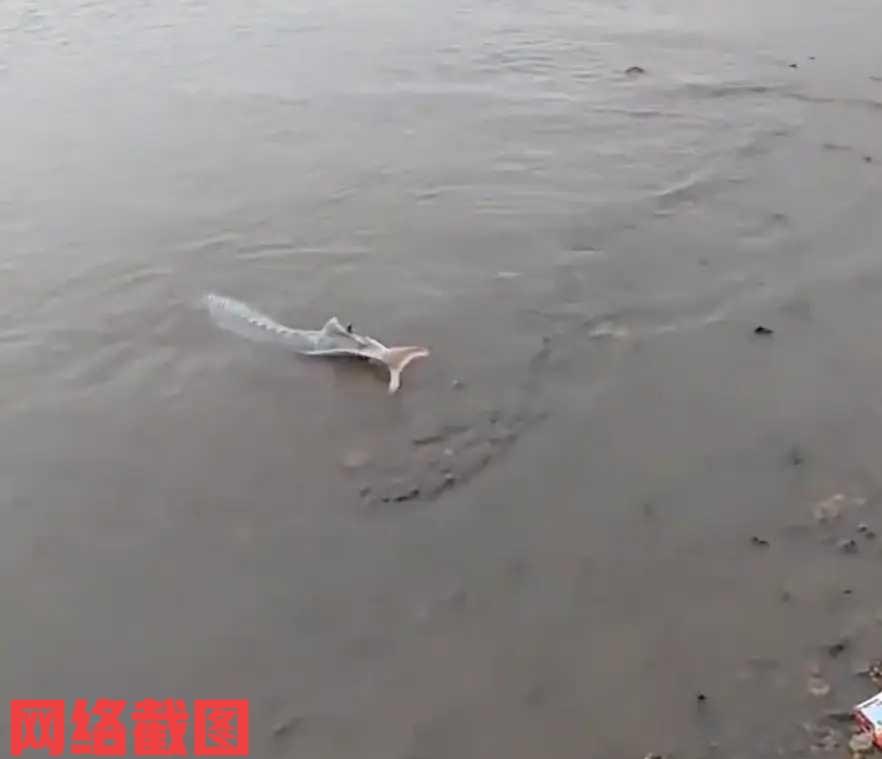 江西有男子和朋友一起去钓鱼。男子也是比较高兴，看到鱼漂突然有所变动，以为有大