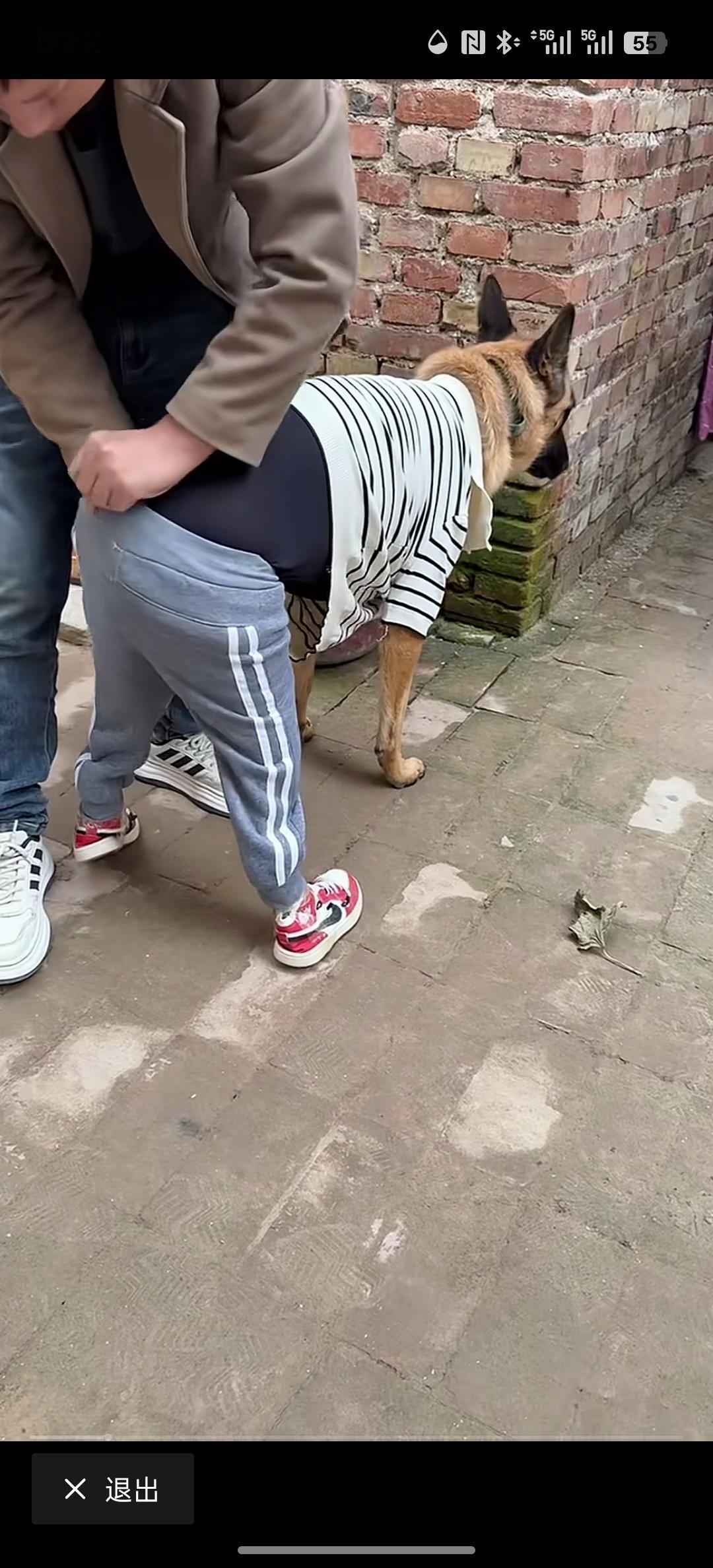 这狗子看起来就像一个驼背的老人，四处奔波，穿上这样的裤衩，觉得还是挺有个性的，因