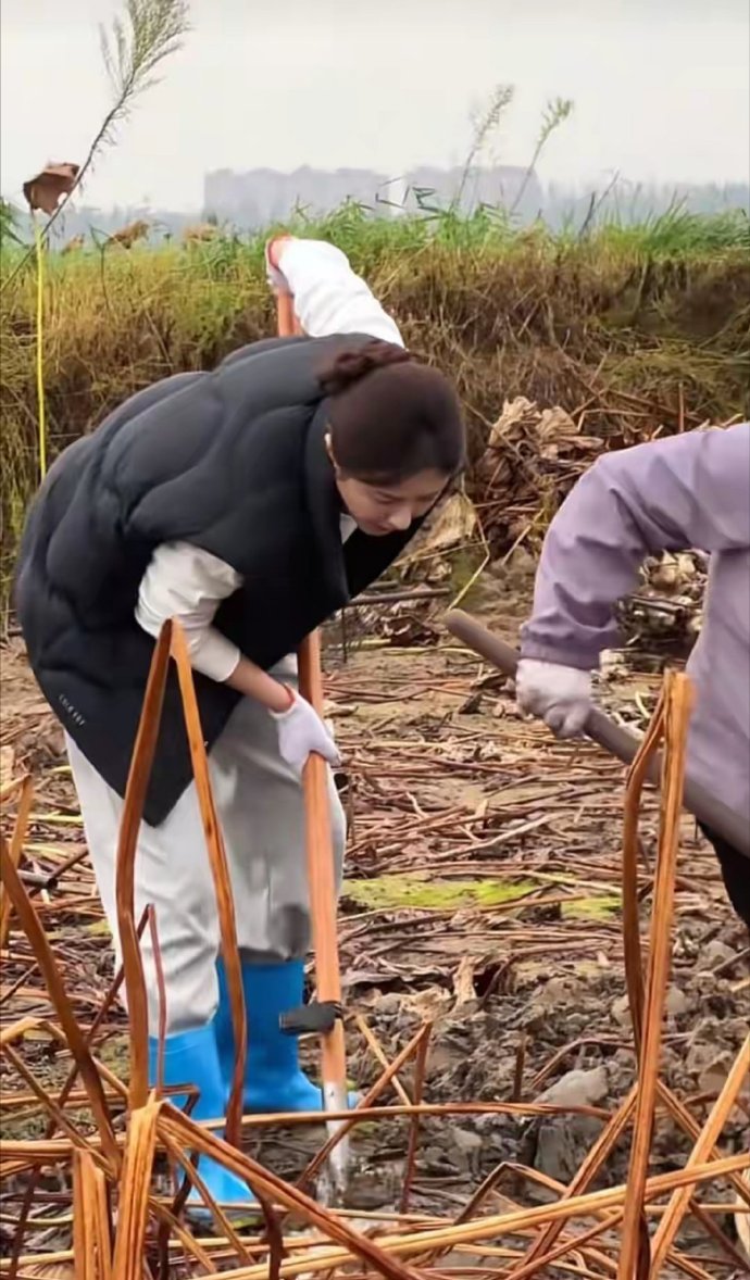 49岁曾黎地里挖藕！卫衣+黑马甲+休闲裤，笑得很开心，真接地气​​​
