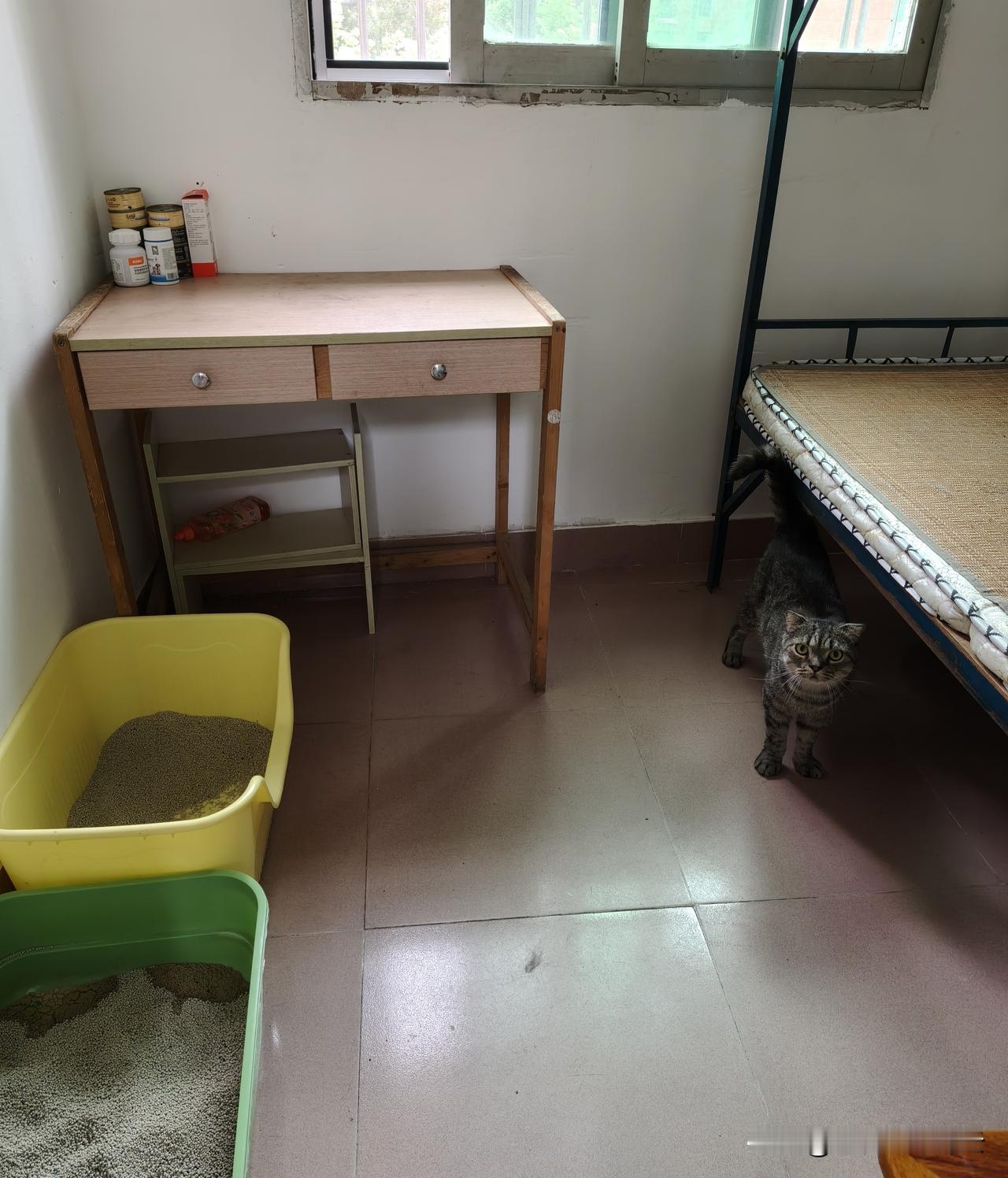 愿意每月花600元租房养猫的人昨天在城中村当房东的亲友问我可
