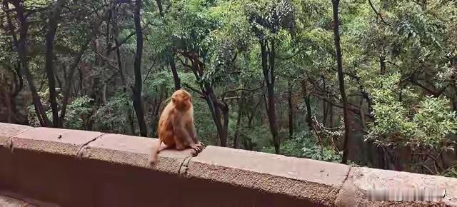 峨眉山猴子崖边觅食，男子偷偷靠近猛推，嬉笑离去的样子，太让人寒心！5月5